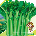 Fast grow organic asian Vegetable  rapeseeds choysum seeds
